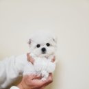 탑클래스 펫 이미지