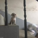 도그천사 이미지