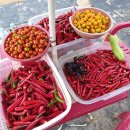 광성농장 이미지