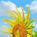 예그리나 이미지