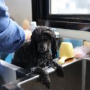 꿈의 애견미용 이미지