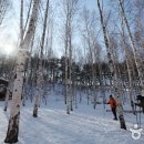 자작나무숲정상 이미지