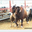 대형목장 이미지