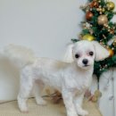 엘로이펫(L.ROYpet) 이미지