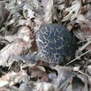 곤룡쉼터 이미지