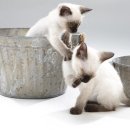 삼마네개냥이 이미지