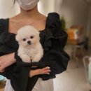 댕스마일 이미지