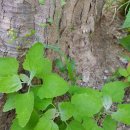 대천천1 이미지