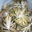 약초와 건강 이미지