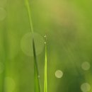 아침이슬 이미지