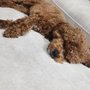 핫도그 반려견 유치원 이미지