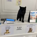 오묘 고양이카페호텔미용 이미지