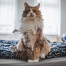 수그루밍 이미지