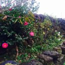 꽃씨네돌담집 이미지