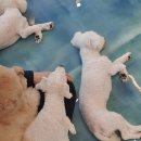 이츠펫(청당점) 네이버블로그