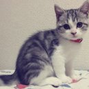 분당동물병원 이미지