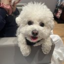 토향 | [파주 애견동반 맛집] 헤이리마을 애견동반 맛집은 무조건 여기! 정원이 예쁜 파주 <토향> 찐만족 후기 👍