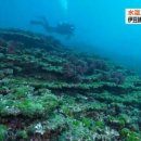 8월 25일 월-미야케지마 산호, 해수온 상승으로 백화현상 이미지