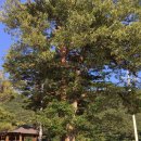 세솔팬션 이미지