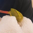 미스터힐링춘천석사점 네이버블로그