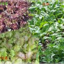 아욱골 농장 이미지