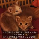 유영프린팅 | 로스트인서울 파인딩캣 여성실내수영복 여름무드 수영복추천 해바라기고양이 패턴