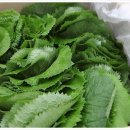 산방환담 이미지