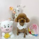 코멜리 펫샵 이미지