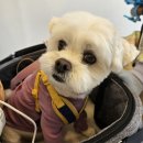 댕댕묭실 이미지