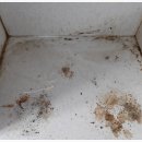 부산원룸입주청소 잘하는곳에 일광비스타동원 아파트청소 예약해봄