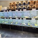 버디독 강아지분양 고양이분양 안심분양센터 서울 강서점 이미지