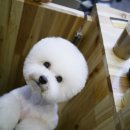 펫살롱 꽃단장 이미지