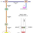 국도38호선「영월-사북 도로건설공사」개통 이미지