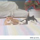 페테리안동물병원 이미지