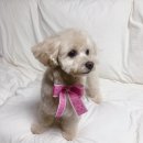 댕댕이묭실 이미지