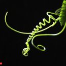 호박넝쿨 이미지