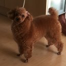 위니펫동물병원 이미지