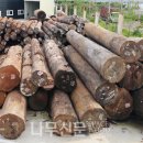 나무와나무 이미지