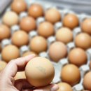 금이농장 | 계란 고르는법과 난각번호 보는법, 쿠팡 1번 자연방사 유정란 추천 후기