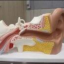 복음보청기 강서센터 이미지