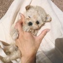 나눔펫 책임분양소 강아지분양 일산점 이미지