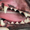 강남예치과동물병원 이미지