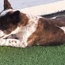 애견훈련소 보담 이미지