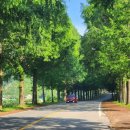 부귀 메타세쿼이아길 이미지