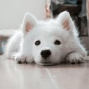코랜 이미지
