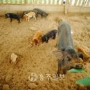 김덕수농장 이미지