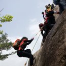 소나무둥지 이미지