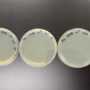 누룩푸드 이미지