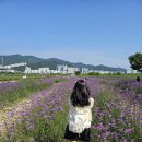 버베나하우스 | 6월 부산 대저생태공원 버베나 꽃밭 후기🌸 | 개화상태 & 주차 정보 & 여름 방문 꿀팁