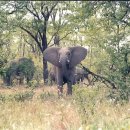 코끼리PC방 이미지